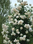 Sementes De Rosas Trepadeiras Com Cores Variadas 300 unidades