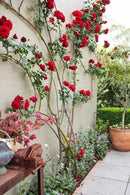 Sementes De Rosas Trepadeiras Com Cores Variadas 300 unidades